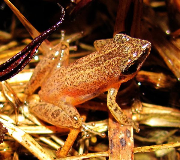 little grass frog