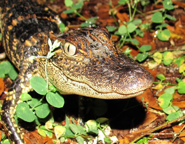 alligator