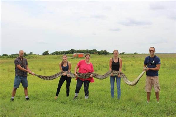 burmese python