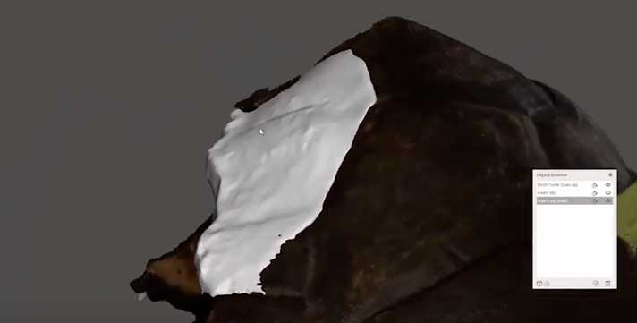 3-d rendering of turtle shell brace