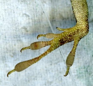 The foot pads of the green anole