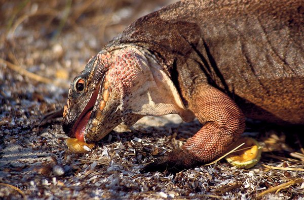 Allen's Cay Iguana