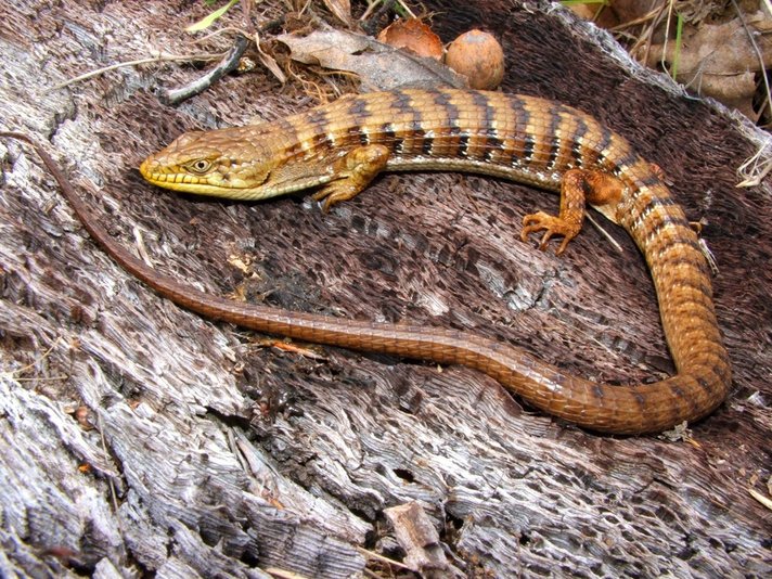Alligator lizard