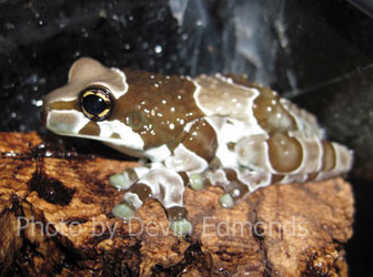 Amazon milk frog