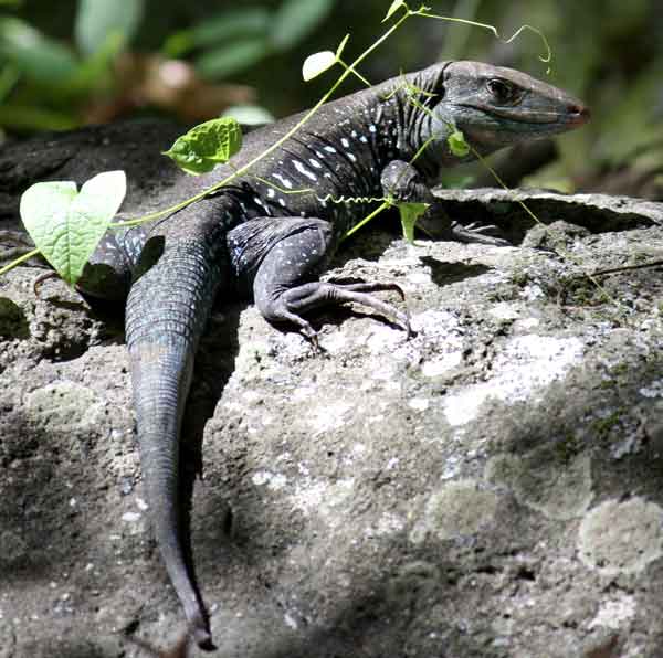 Ameiva spp.