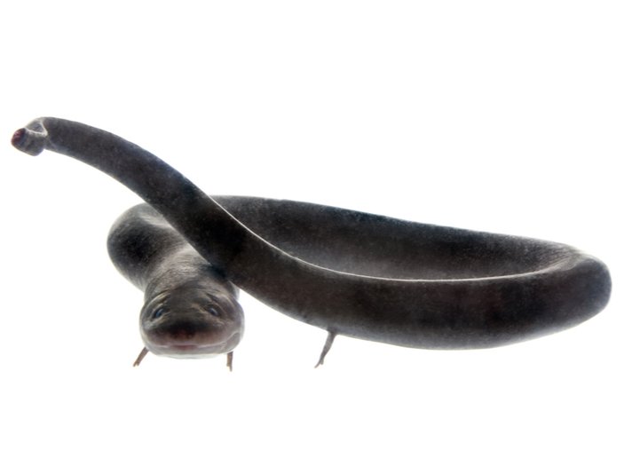 amphiuma