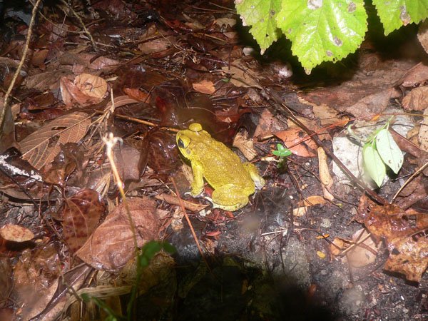 Hi lighter toad