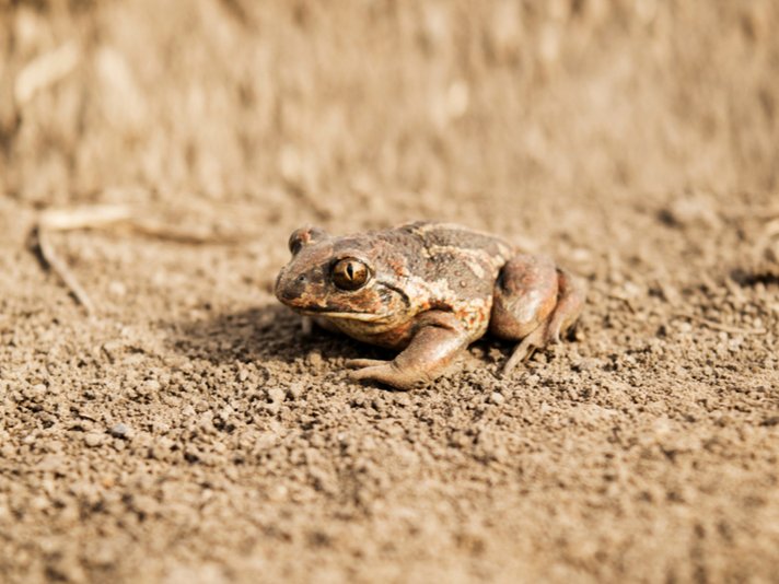 Western toad