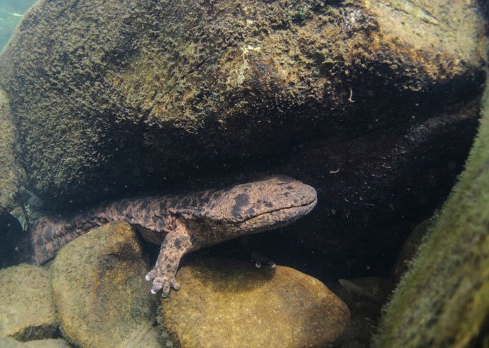 Japanese giant salamander