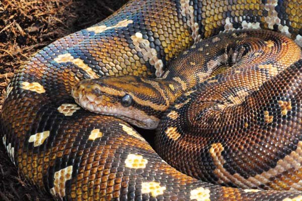 Angolan python