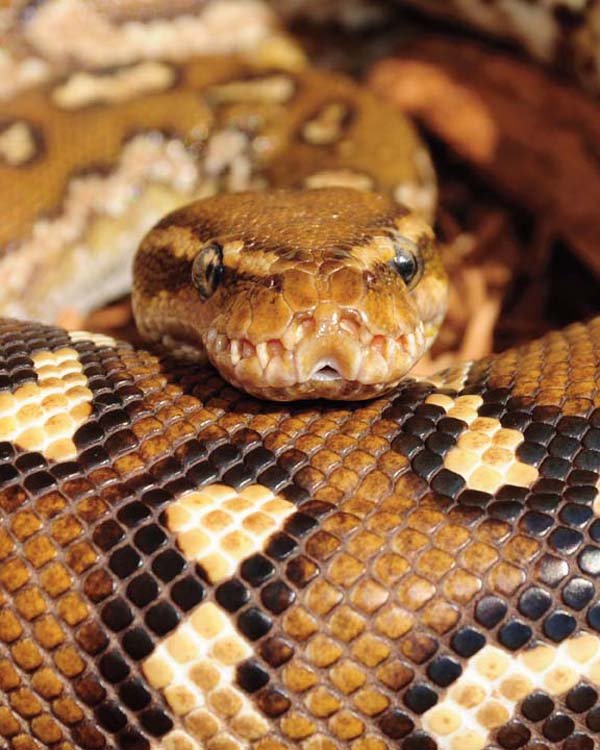 angolan python