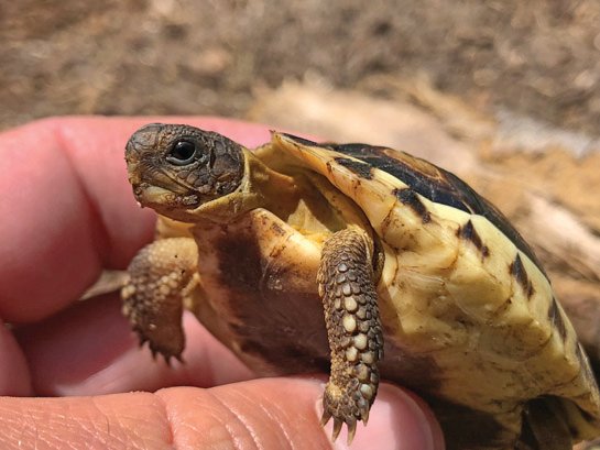 Angulate tortoise