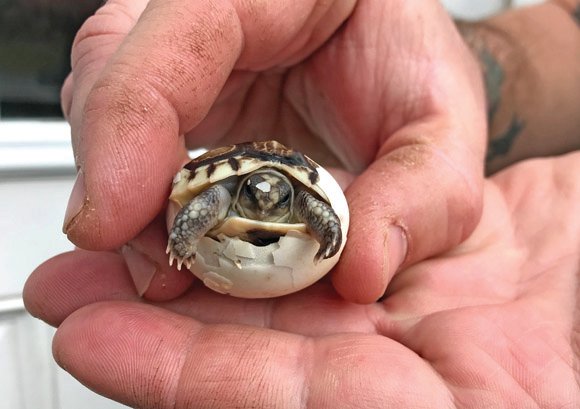 Angulate tortoise hatchling