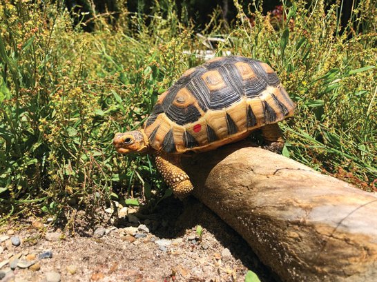 Angulate tortoise