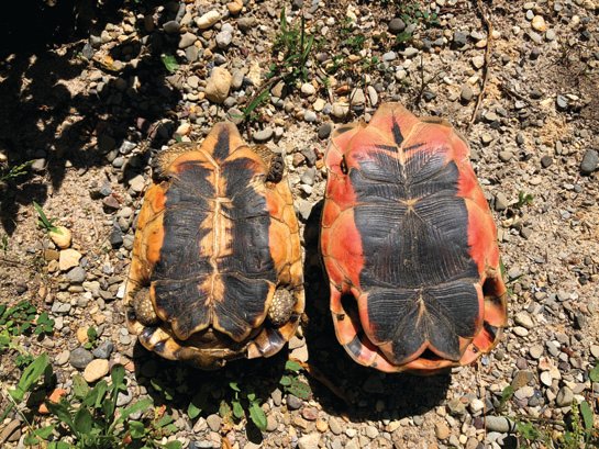 Angulate tortoise