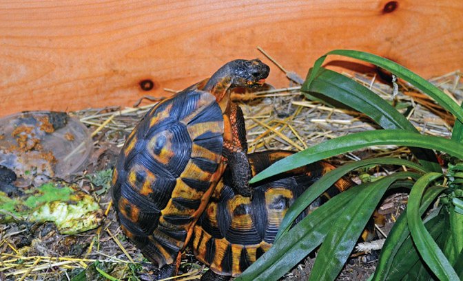 Angulate tortoise