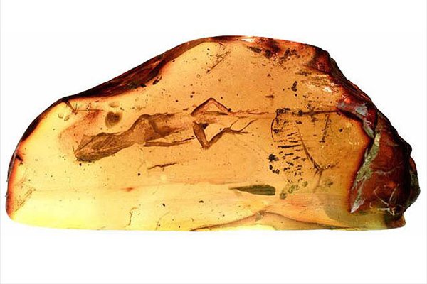anole in amber