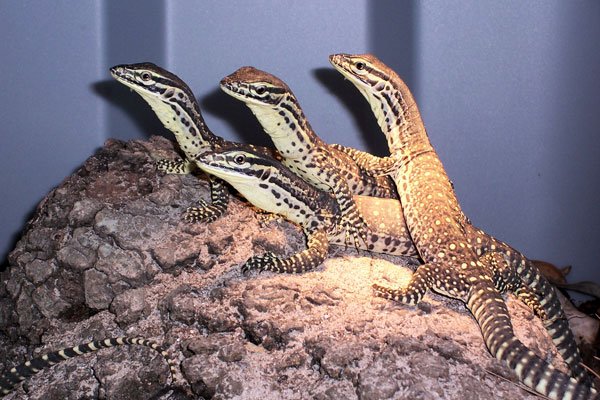 argus monitor hatchlings