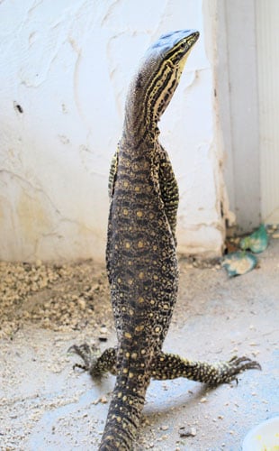 argus monitor tripodding