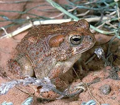 Arizona toad