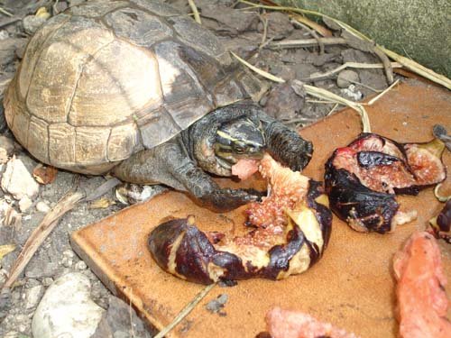 Asian box turtles eating