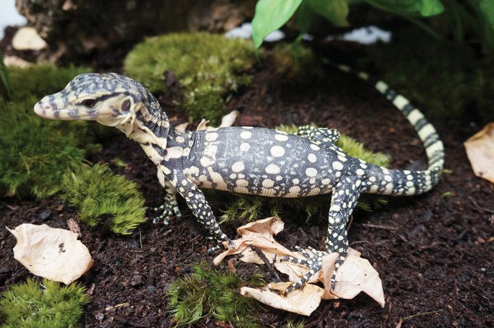 Asian water monitor