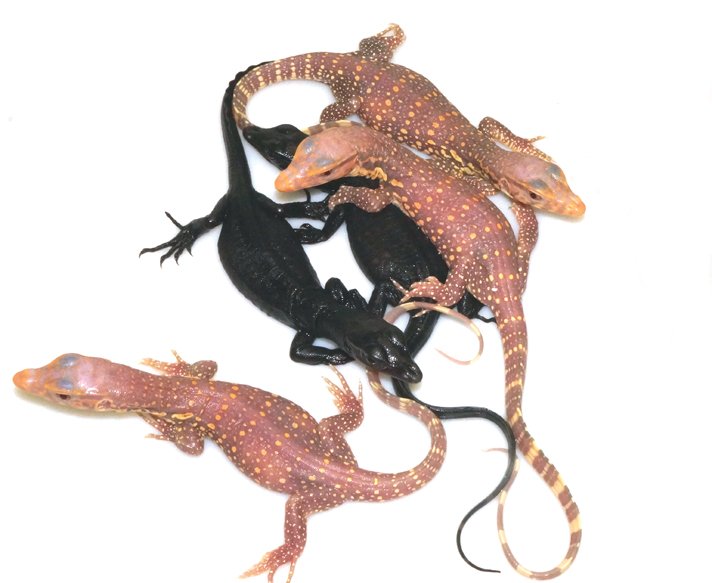 Asian water monitor morphs