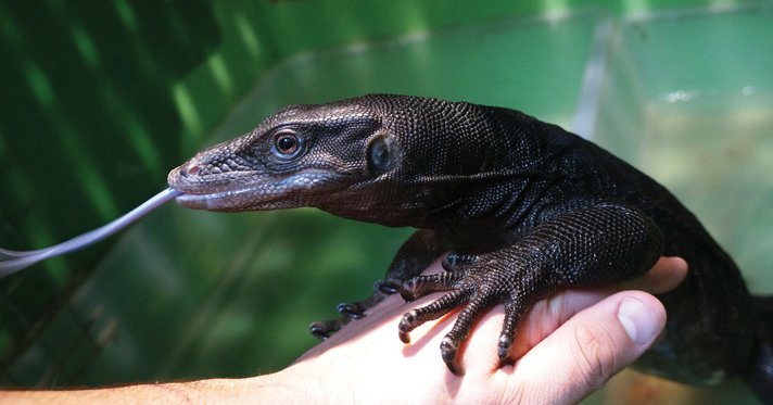 Asian water monitor