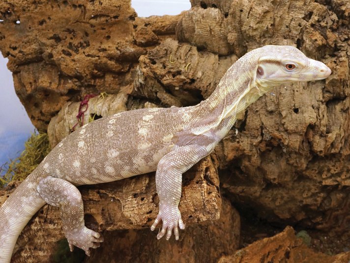 Asian water monitor