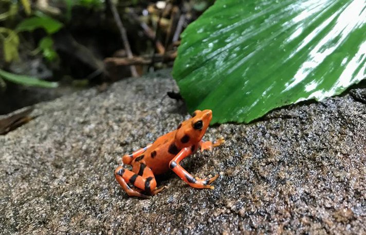 variable harlequin frogs