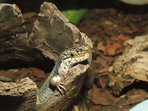 Australian tree skink