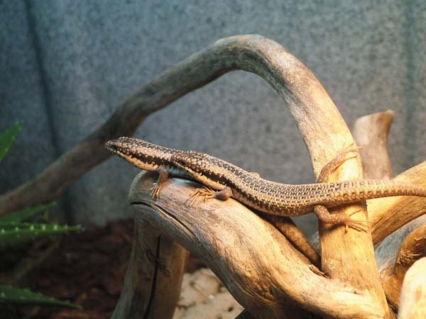 Australian tree skinks