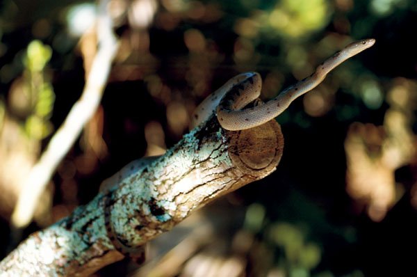 Abaco island boa