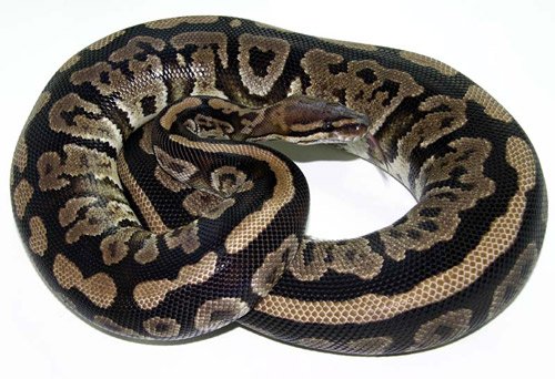 granite ball p[ython morph