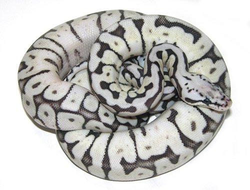 Spider killer bee xanthic ball python.