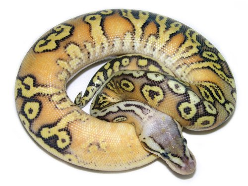 Inferno Super Pastel Ball Python