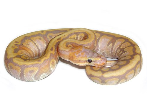 Coral Glow Woma Granite Ball Python.