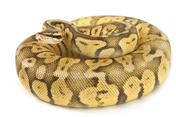ball python