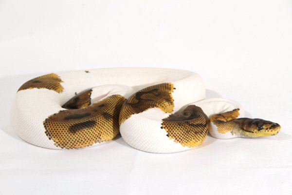 ball python