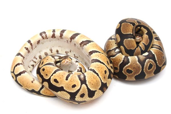 Ball pythons