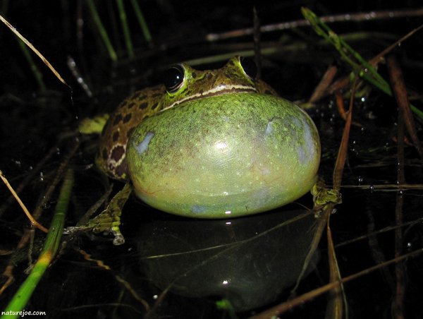 Barking treefrogs croak loudly and can be heard from great distances.