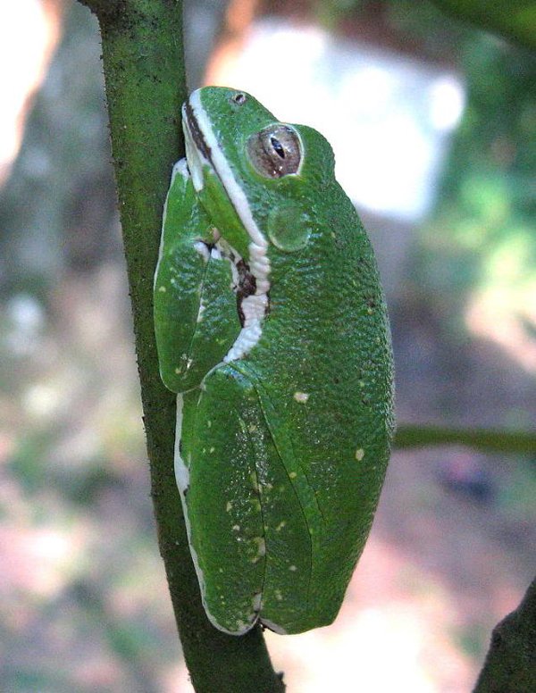 barking treefrog