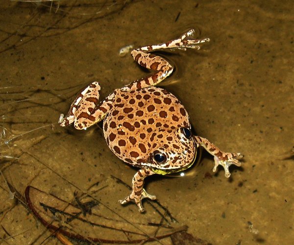 barking treefrog