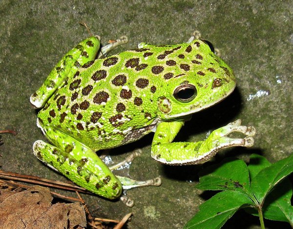 barking treefrog