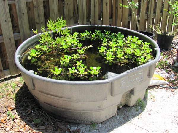 barking treefrog habitat