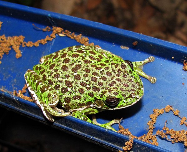 barking treefrog