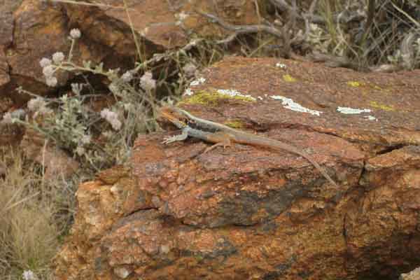 barrier ridge dragon