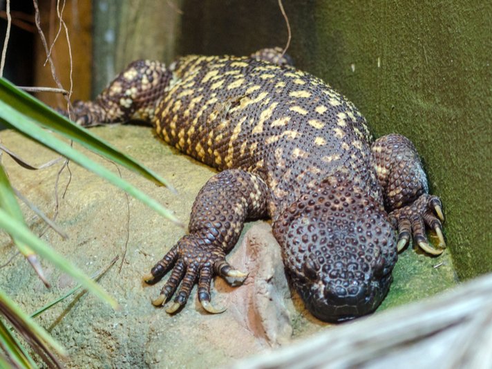 beaded lizard