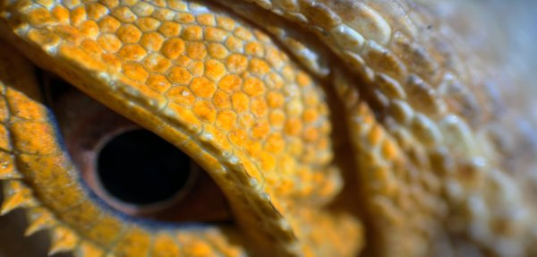 bearded dragon macro