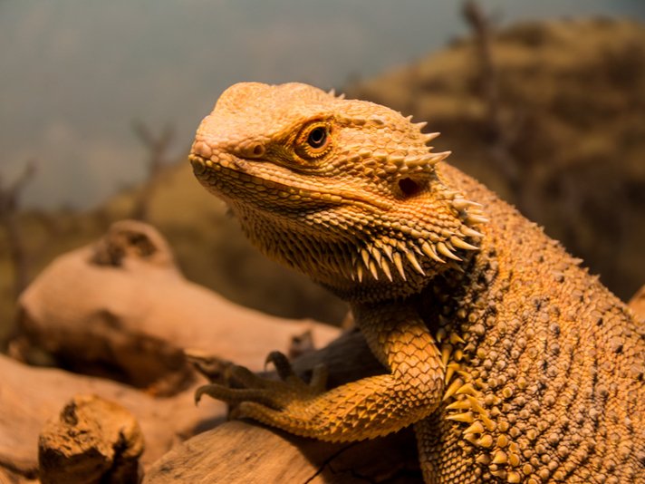 bearded dragon